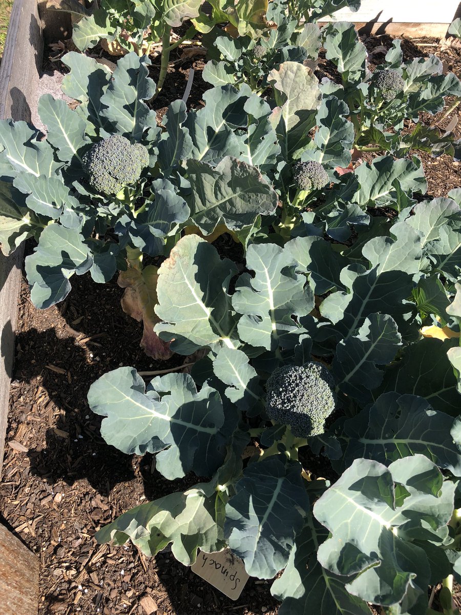 This is cutest!! We have Broccoli growing in our garden at school! 🥦 @mpva Great job Gardening Club! 👏👏