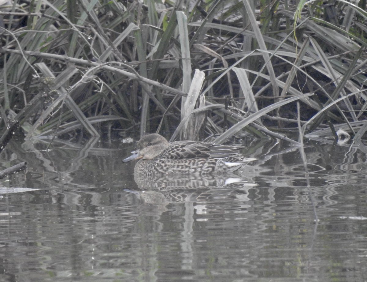 For some reason most dabbling duck species seem to have an aversion to my local patch, so these Teal on Tocil Lake by Warwick Uni campus were, for me anyway, much the most exciting of the 54sp I encountered on a patch stroll this morning.