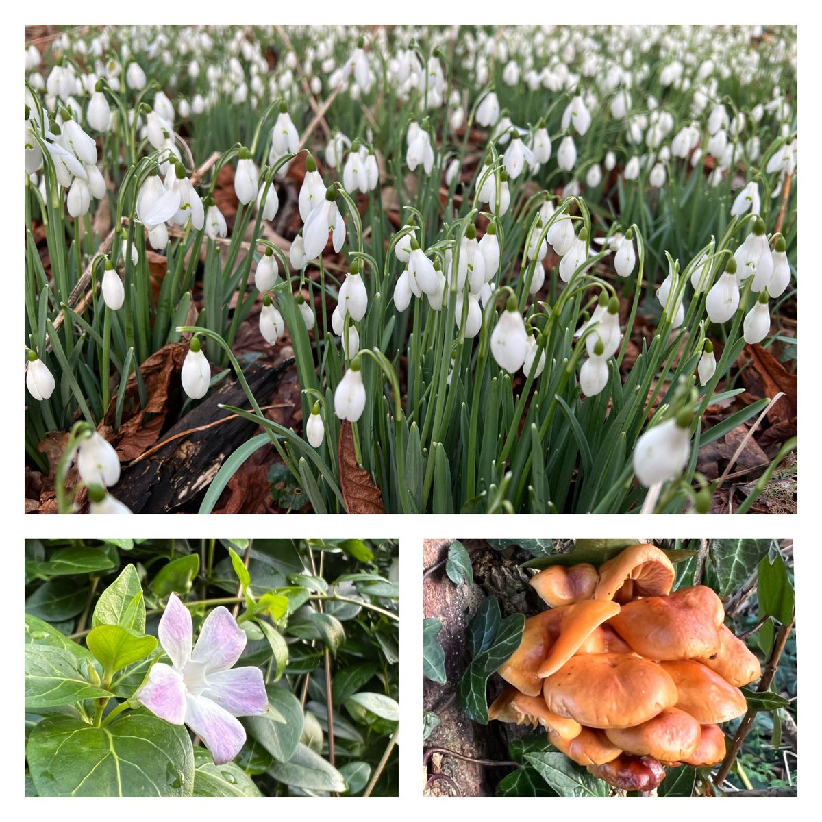 jolivsey's tweet photo. Back to my #WalkAfterWork following a short break for my (not as bad as I thought it was) injured foot. Snowdrops putting on a lovey show in the woods. 💚🥾📷 https://t.co/htz2nJfe1p