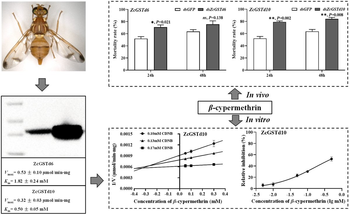 InsectMolecBio's tweet photo. Suppressing the expression of glutathione S-transferase gene #GSTd10 increases the sensitivity of #Zeugodacus cucurbitae against β-#cypermethrin: https://t.co/yeQmrSFCsl #Tephritidae #GSTs https://t.co/Gne58bU8ee