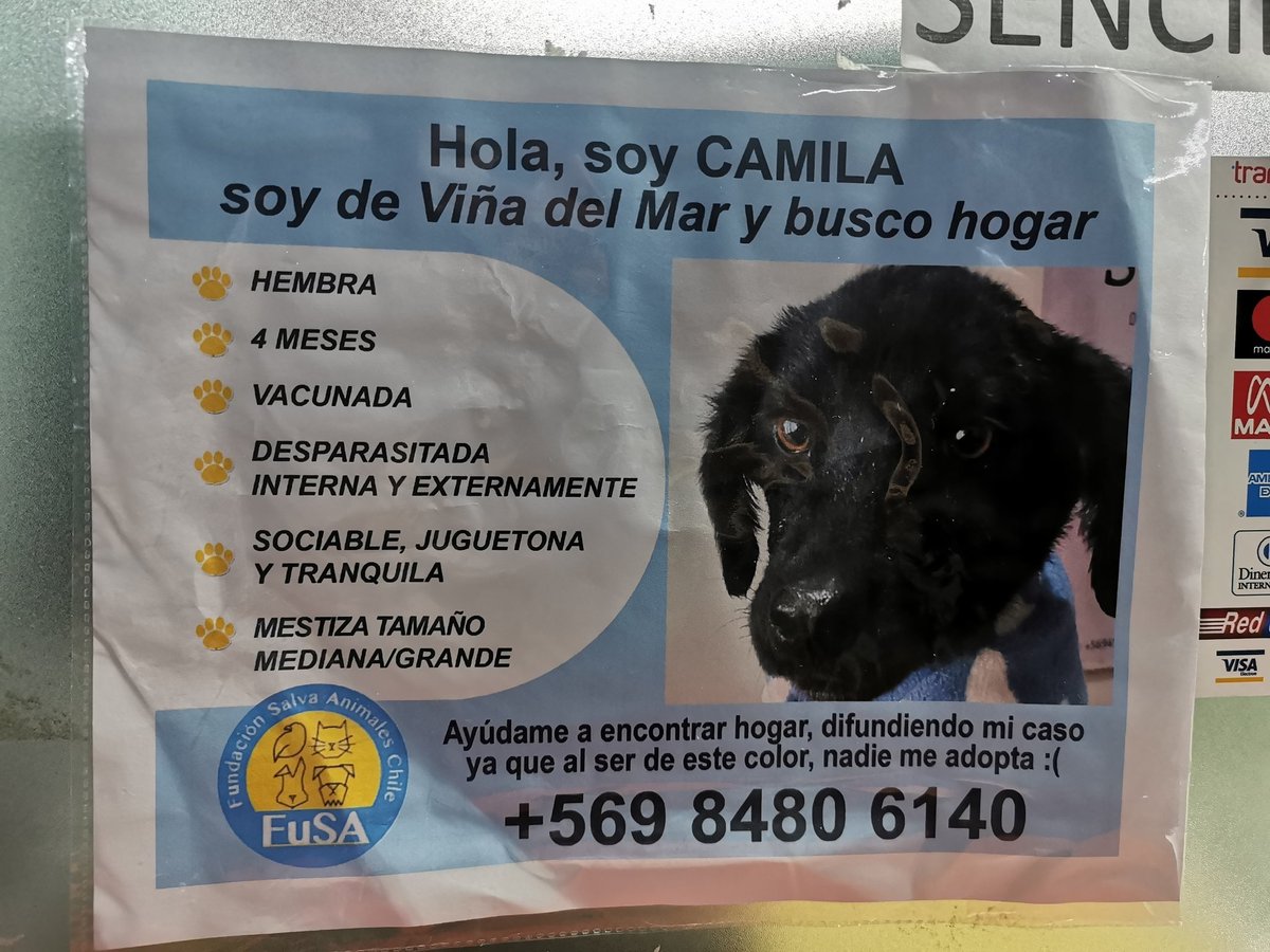 otonista's tweet photo. Vi esto y no puedo no compartir 🥺💕🐶 https://t.co/qcnalodH6K