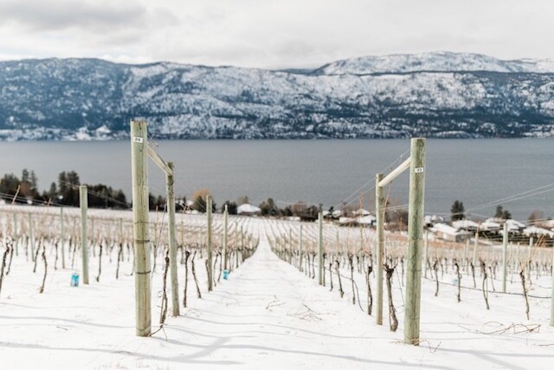 rickwine's tweet image. Another cold winter in B.C. has some wineries in the Okanagan Valley looking to Ontario wineries to fill the gap left from a series of devastating freezing episodes. Full story posted here on Wines in Niagara
👉 bit.ly/BCCold