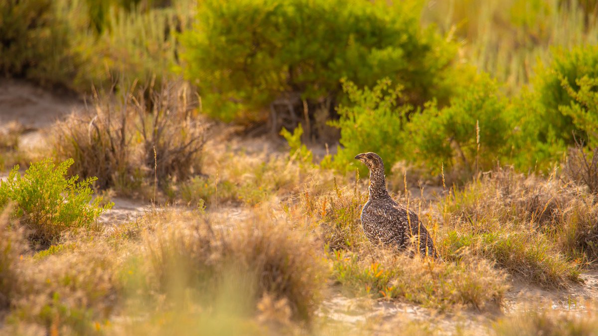 Funding is available to support projects benefiting sage grouse & their habitats. The Commission expects to allocate $548,000 to fund projects & address the primary threats to sage grouse. Groups can submit project proposals online. bit.ly/3w7IhQ1