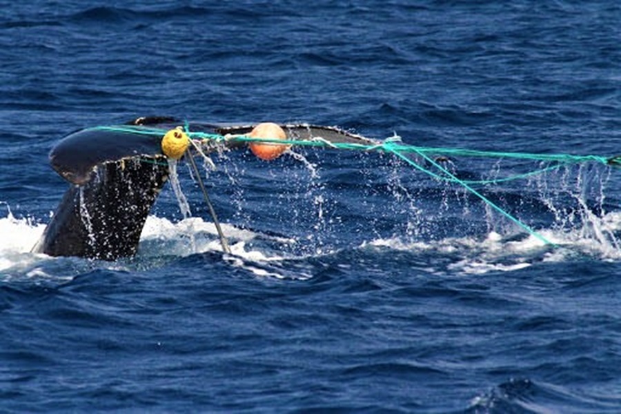 WetTribe's tweet image. The right whale washed ashore on Martha’s Vineyard died from “chronic entanglement wounds.” Research shows 90% of critically endangered North Atlantic right whale deaths are caused by boat collisions or entanglement. #WetTribe #WhaleWednesday #RightWhales #Entanglement
