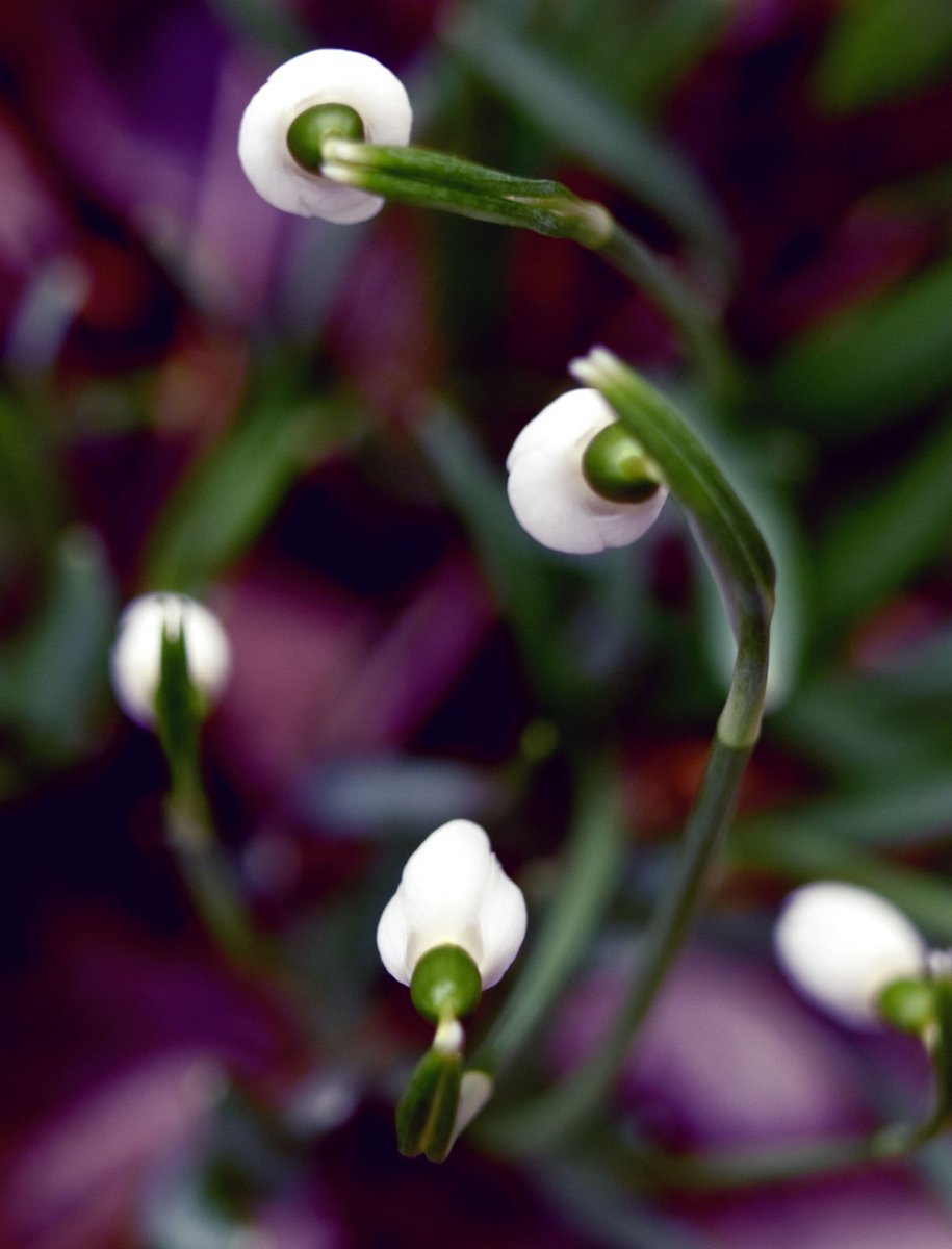 KarinWaldner's tweet photo. De dag begon met zon en voorzichtig komt een eerste voorjaarsbode op..
#macrophotography #photoexperiment #macro #twitterflower #Flowers #nature #NaturePhotography #gardens #FlowerArtweek #womanphotographer #sneeuwklokjes #naturephotography #Schneeglöckchen #Snowdrops https://t.co/bq9nI0Cpuc
