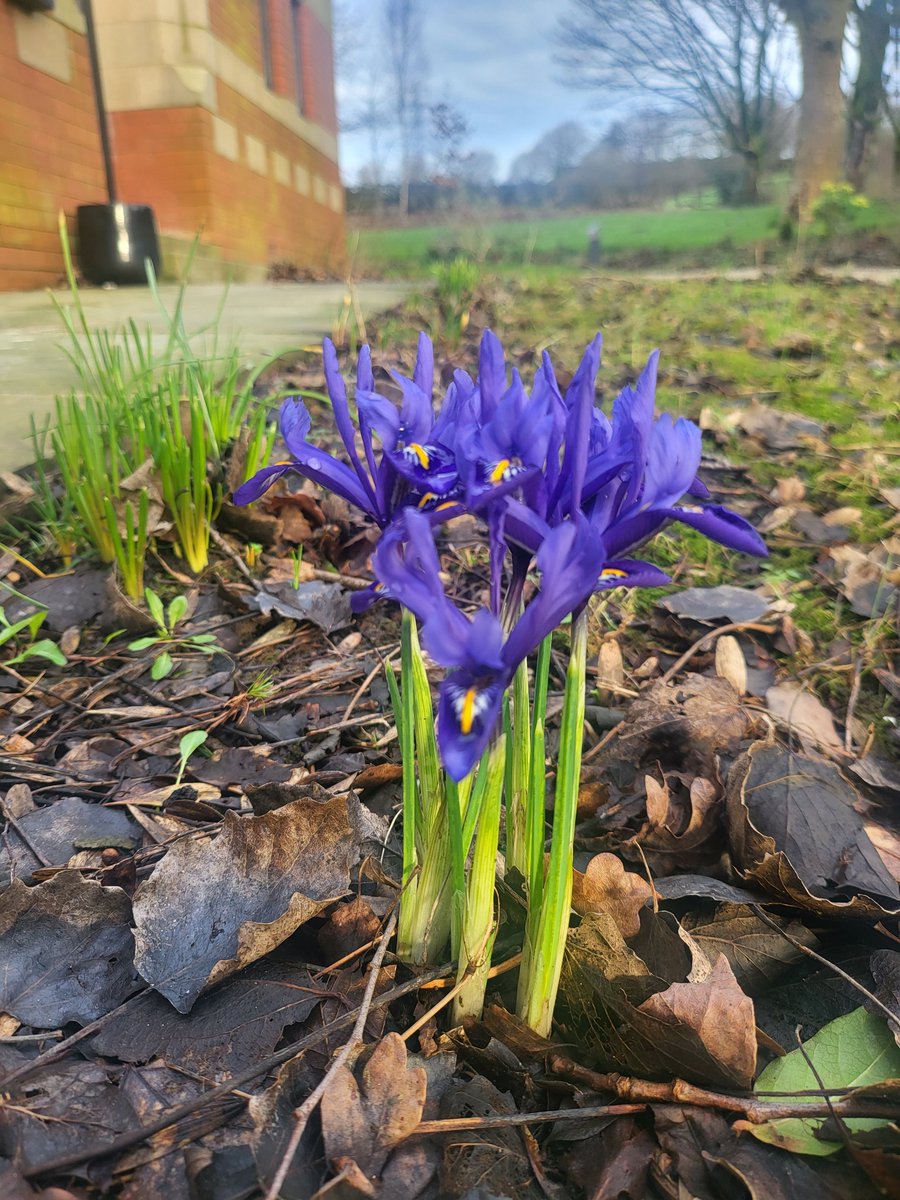 Spring is on the way....😍 #spring