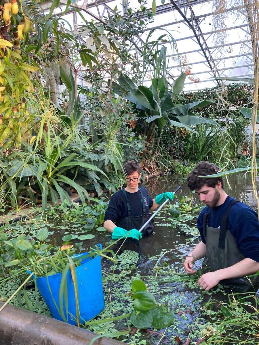 University of Oxford Botanic Garden and Arboretum tweet media