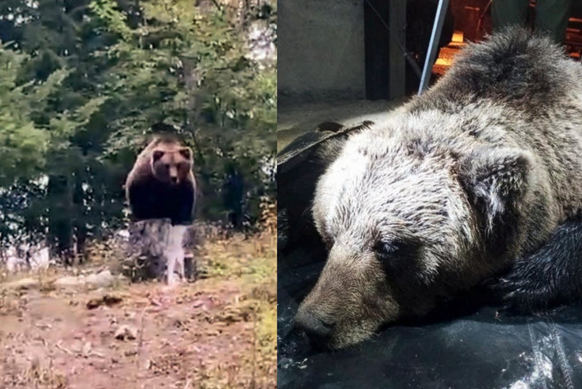 enpaonlus's tweet photo. 🔴Orso #M90, emergono i dettagli della morte: ucciso con un proiettile calibro 300 a espansione, un proiettile progettato per espandersi all’interno del corpo del bersaglio. Una barbara esecuzione, insomma. https://t.co/cLjPdjZ71k