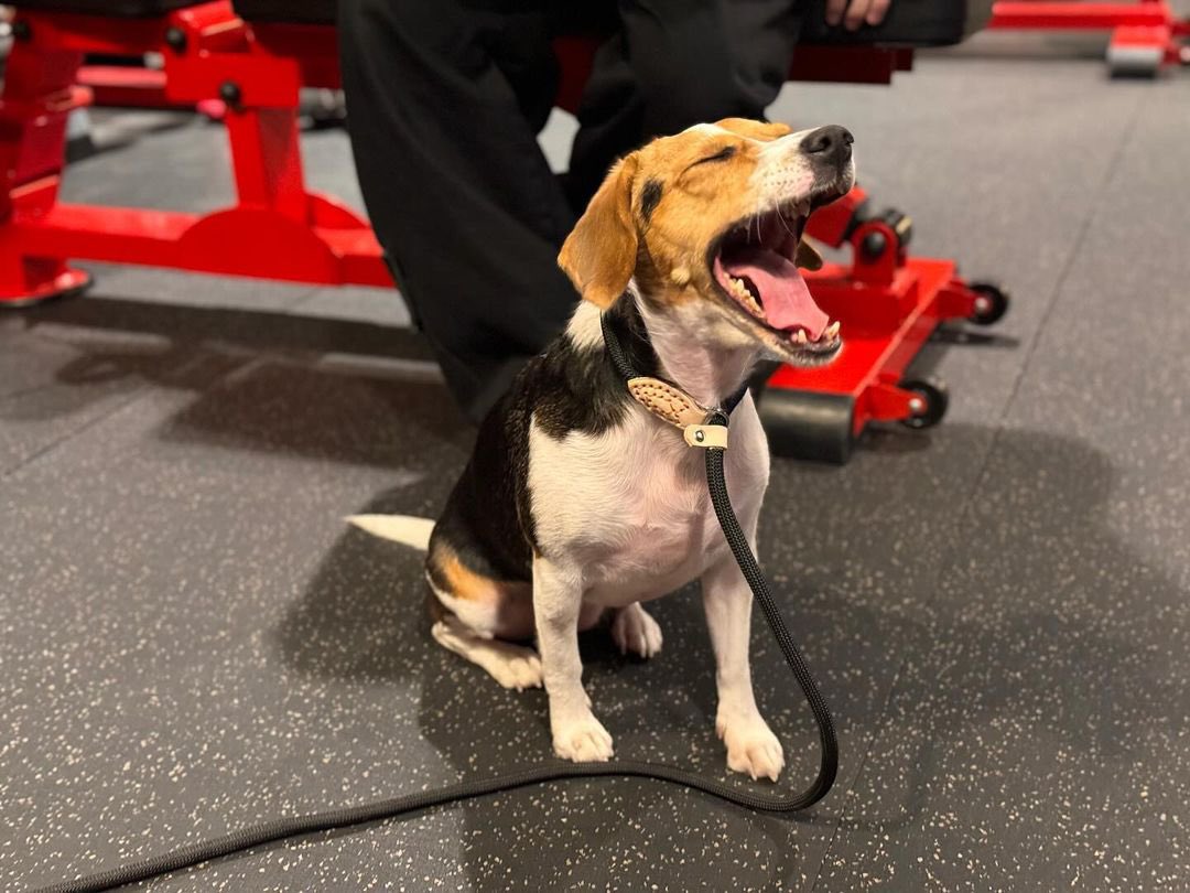 dazzle_0101KUN's tweet photo. 웨이션 트레이너쌤 인스타에 벨라🐕
더쥔이 아빠랑 운동하러 갔나봐요🤭🥰 https://t.co/oxgzQ5LoN6