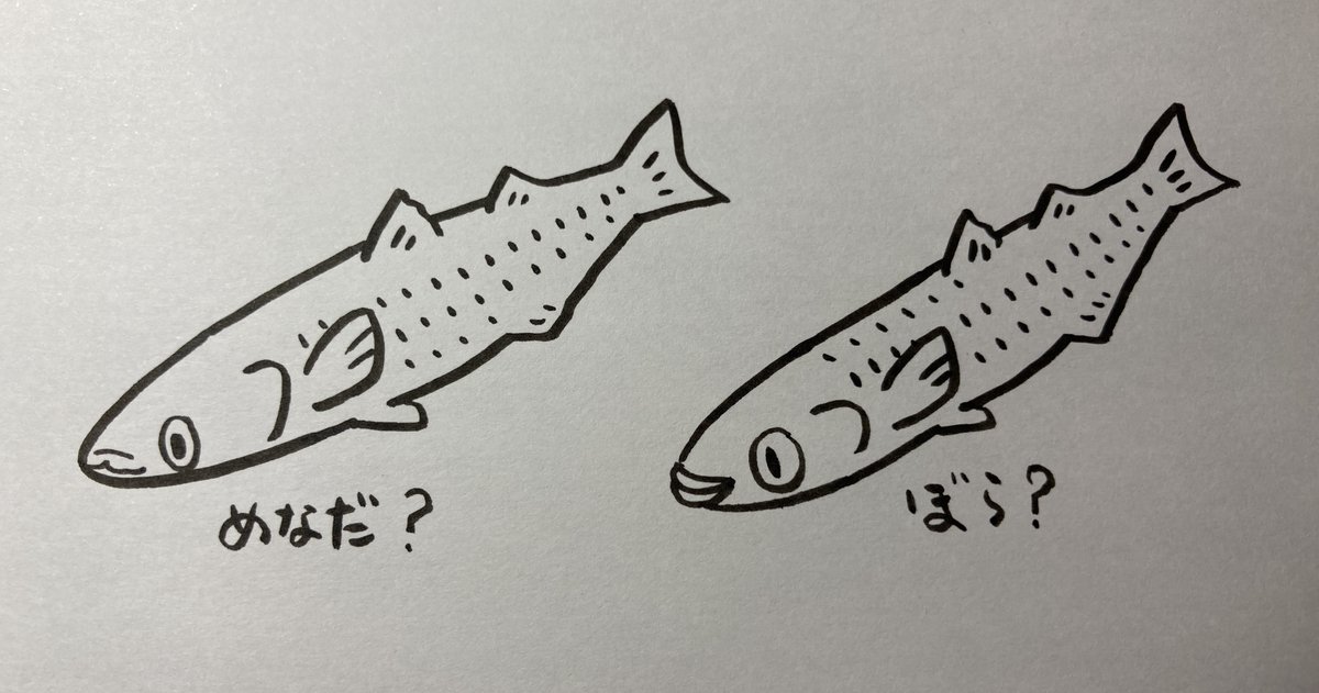 ボラの魅力は口元だと思っているのです。 