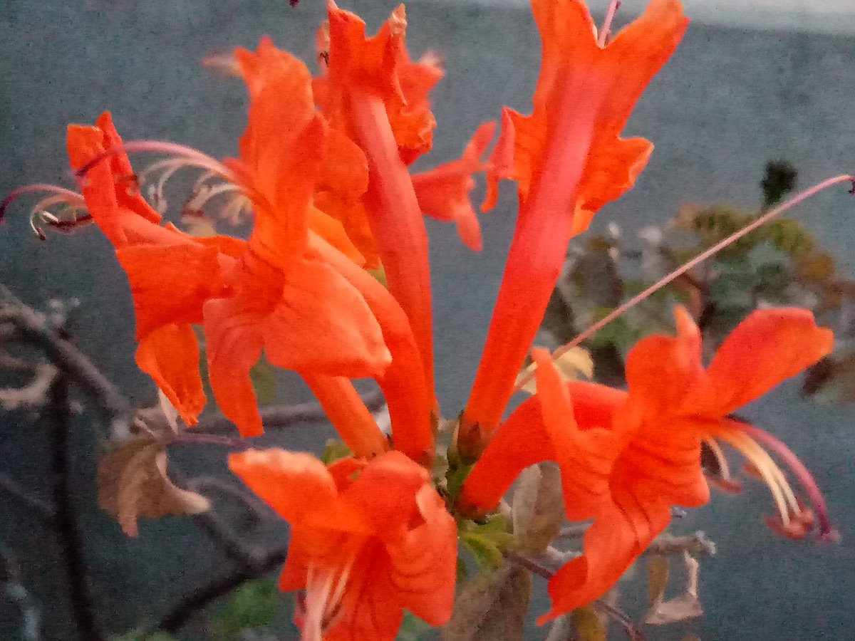 Tecomaria Capensis Plant
#flowers #botany #naturephotography  #flowerphotography #art #naturewriting