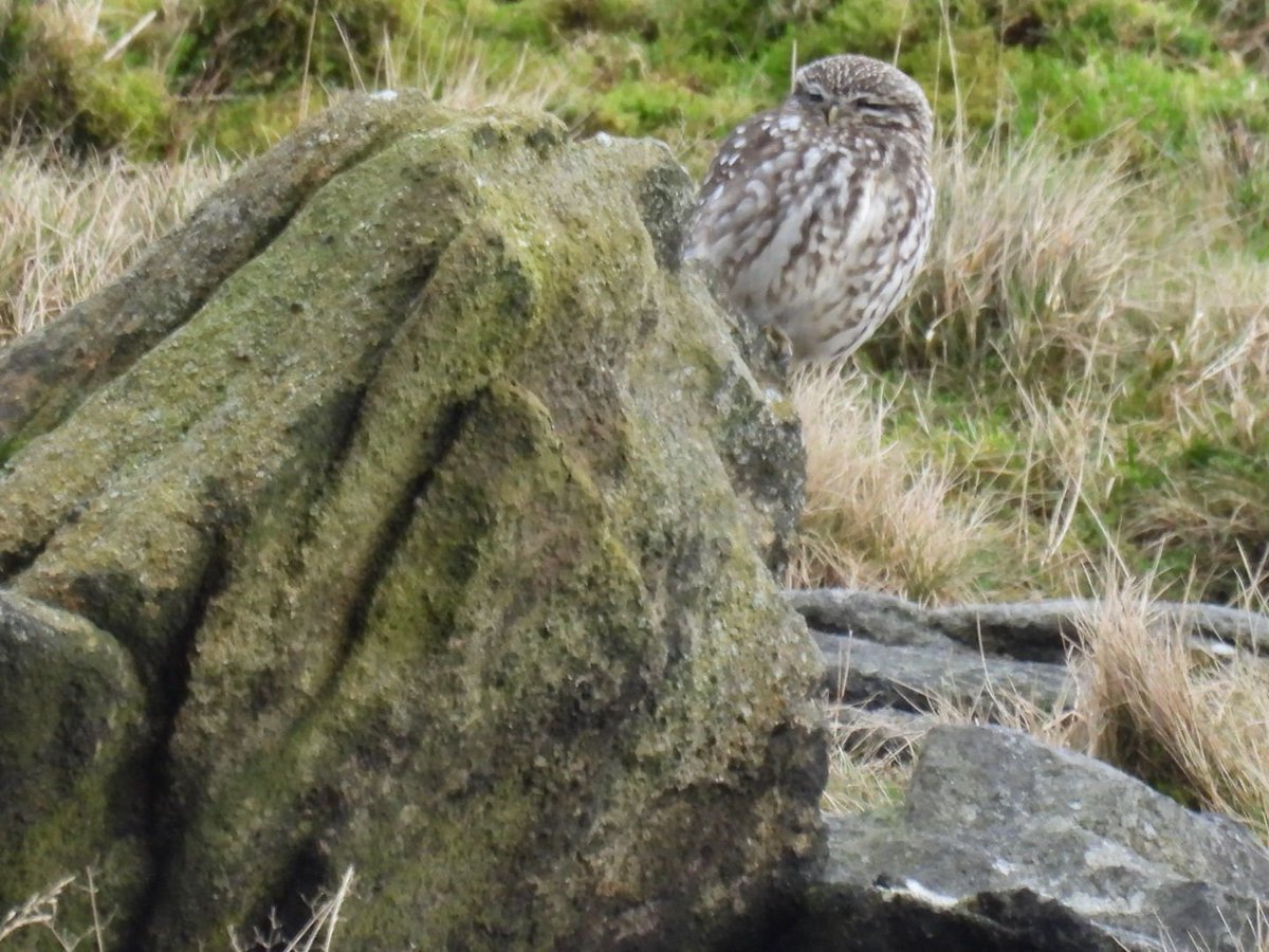 L8WFC81's tweet photo. A couple of Little Owls on Holcombe Moor this morning. https://t.co/MHRCTsIu5l