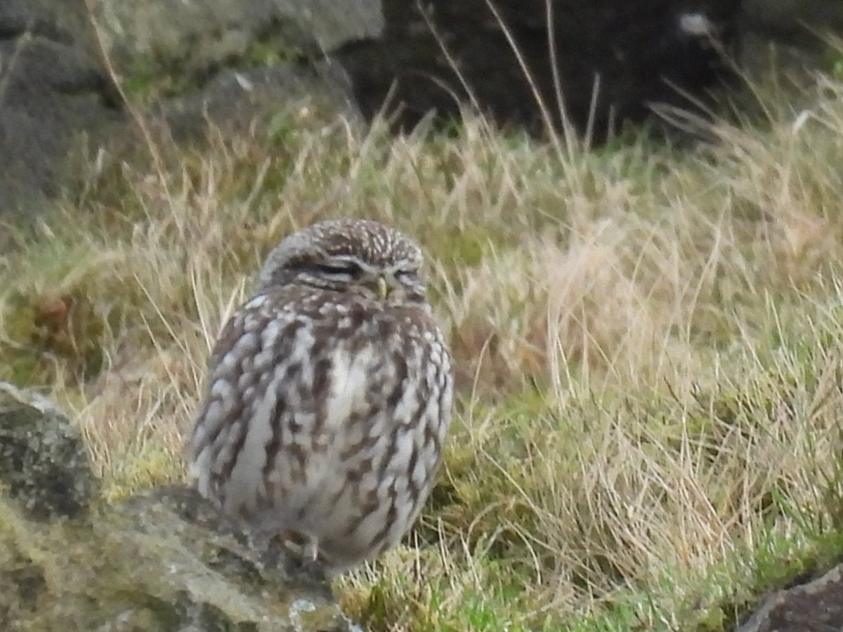 L8WFC81's tweet photo. A couple of Little Owls on Holcombe Moor this morning. https://t.co/MHRCTsIu5l