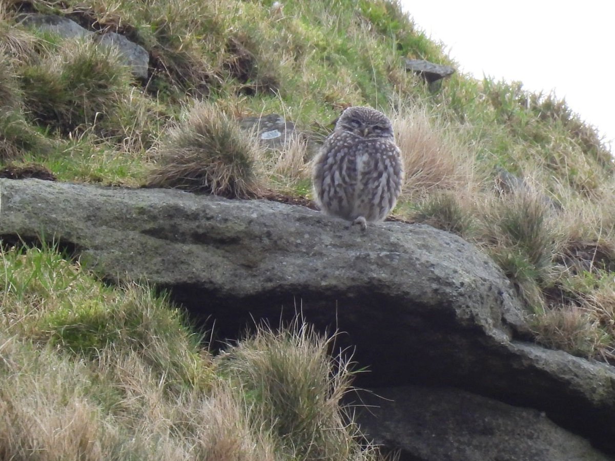 L8WFC81's tweet photo. A couple of Little Owls on Holcombe Moor this morning. https://t.co/MHRCTsIu5l