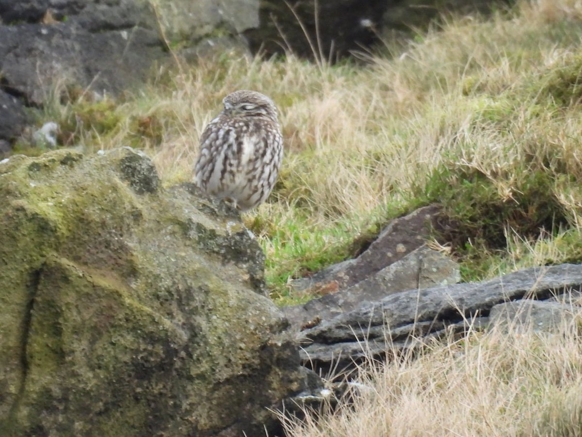 L8WFC81's tweet photo. A couple of Little Owls on Holcombe Moor this morning. https://t.co/MHRCTsIu5l