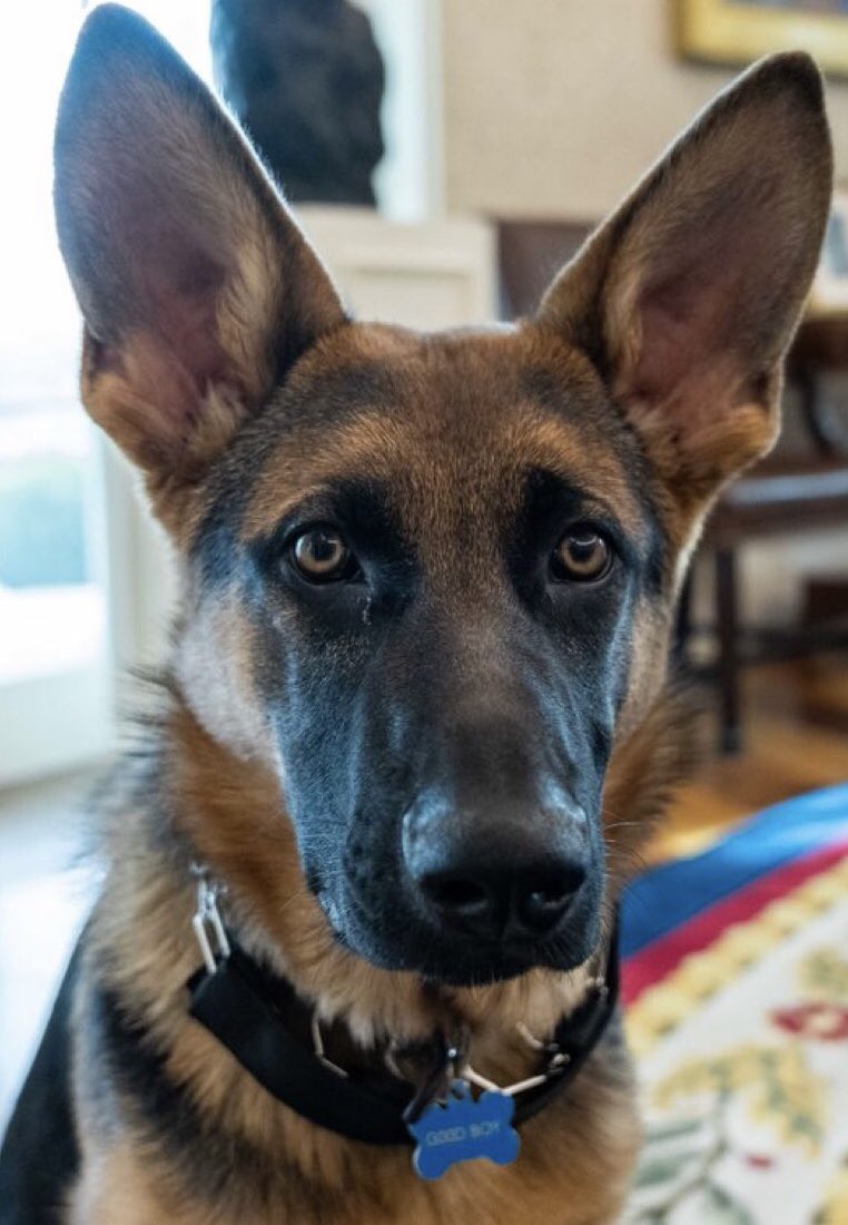 BostonGreen9's tweet image. #TeamCommander #TeamGoodBoy ☺️😊😆😆😆