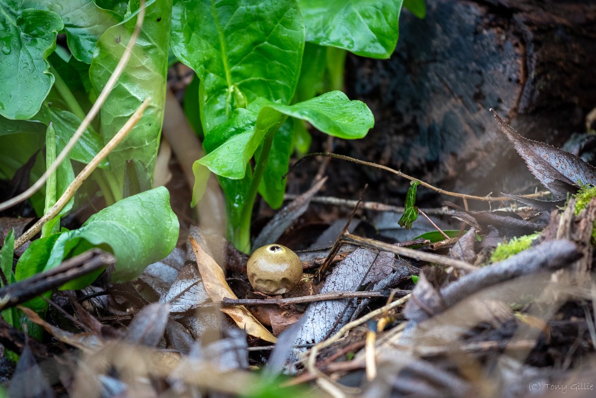 !! NEW TO SITE !! One of our eagle-eyed volunteers spotted a group of six Collared Earthstars (Geastrum triplex) this morning! First time they've been recorded here! Already added to @iRecordWildlife. 😀 #Fungi #OxfordshireFens #OX3