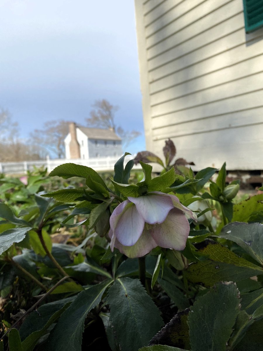 SomersetPlaceHS's tweet photo. Even though it’s the doldrums of winter, our flowers are giving us assurances of spring!
#EarlySpring #Flowers #Garden #Blooming #FlowersinBloom #FlowersofTwitter #SomersetPlace #NCHistoricSite https://t.co/tMdVPZSa23