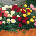 The cultivation of roses seems to have begun thousands of years ago in China.
