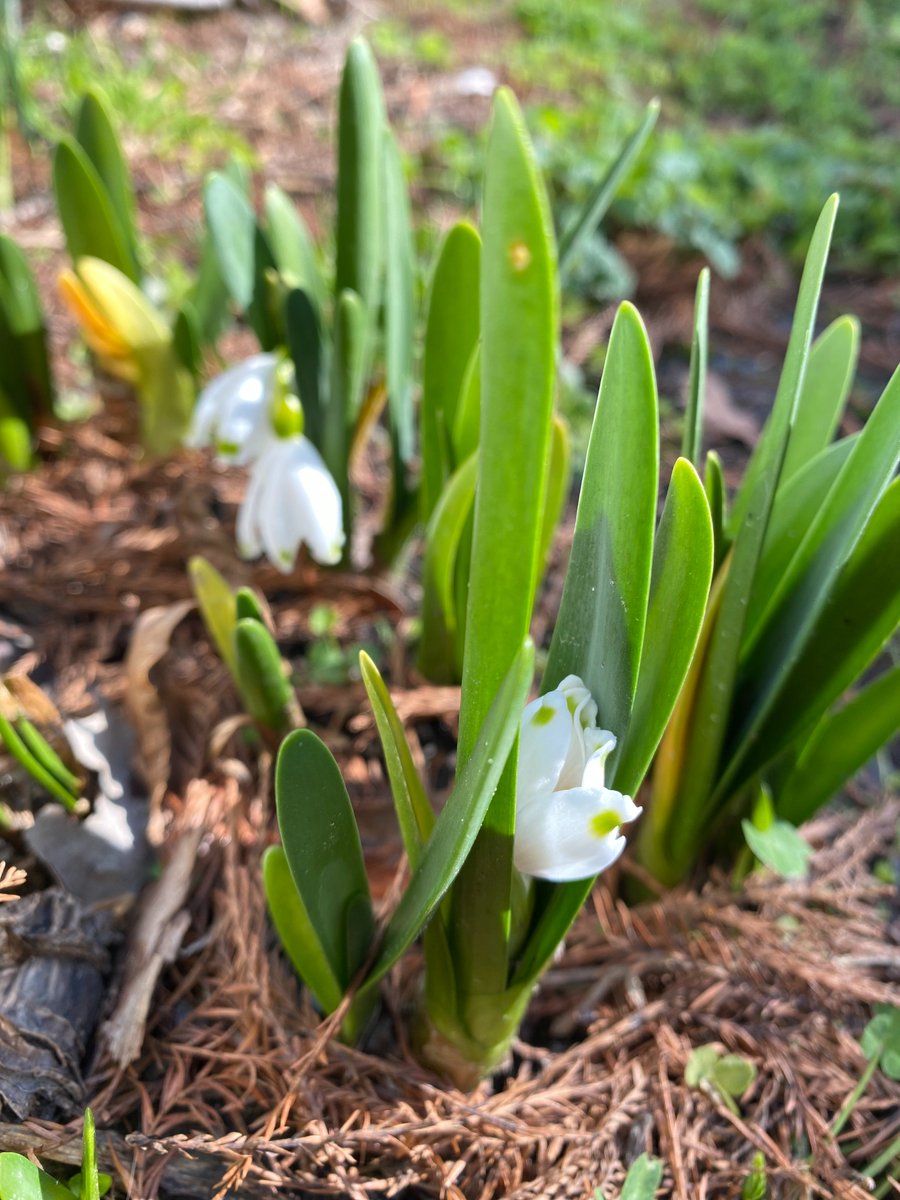 SomersetPlaceHS's tweet photo. Even though it’s the doldrums of winter, our flowers are giving us assurances of spring!
#EarlySpring #Flowers #Garden #Blooming #FlowersinBloom #FlowersofTwitter #SomersetPlace #NCHistoricSite https://t.co/tMdVPZSa23