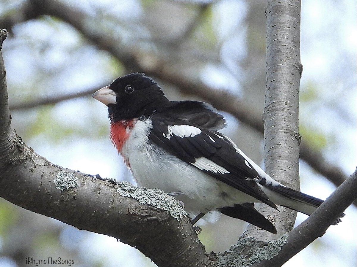 @haykeekpics I don't see many Grosbeaks in my area so I was happy to snap this one: