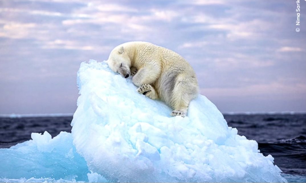 jamesjpdrake's tweet image. A UK photographer has won the @NHM_WPY award with this shot of a polar bear sleeping in a makeshift bed carved into a small iceberg.