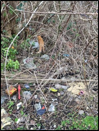 Each child in Yr 2 had the opportunity to craft a story about a fictional cat that visited Oakington Manor! The whole idea is to enhance the children's writing abilities but also foster a love for storytelling and creative expression. #English