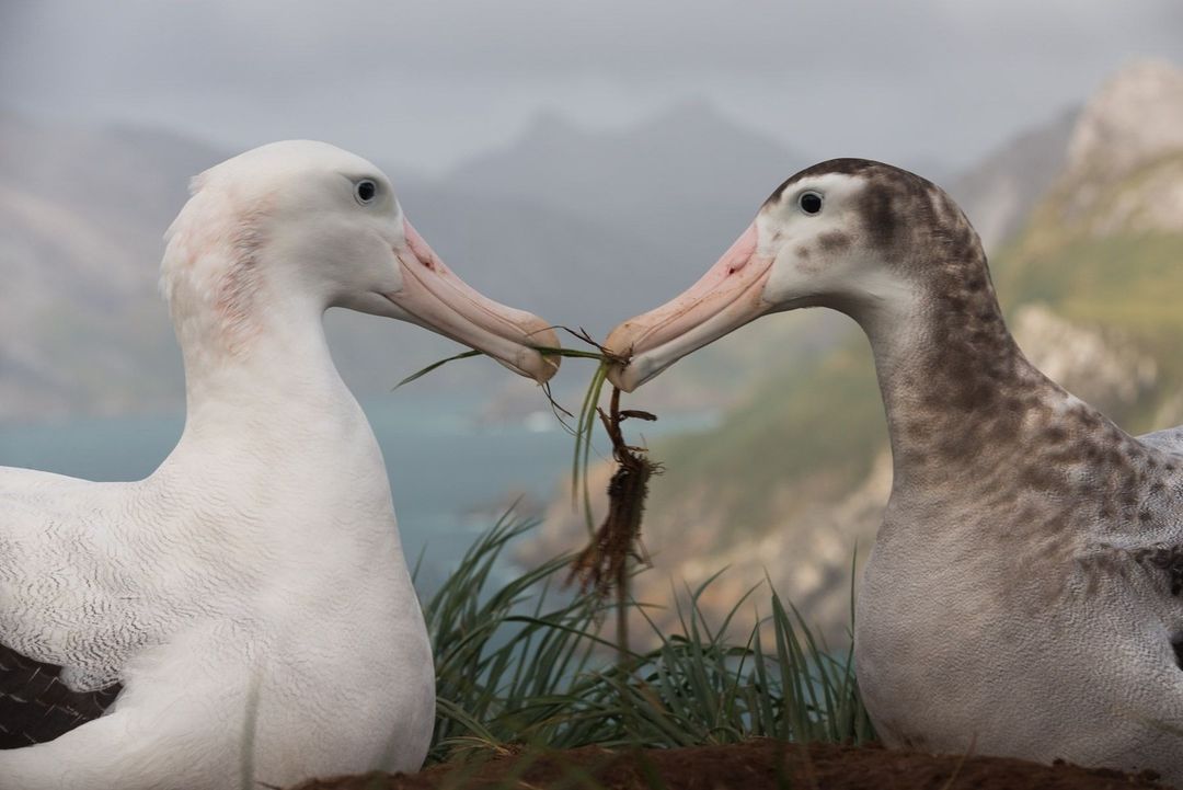 Durante a temporada de reprodução, machos e fêmeas de albatrozes fazem um ritual de 'dança' que serve para aproximar o casal, permitindo que os parceiros avaliem se 'dão match' para um relacionamento de longo prazo. #ProjetoAlbatroz @Petrobras 📷: Derren Fox / Albatross Stories