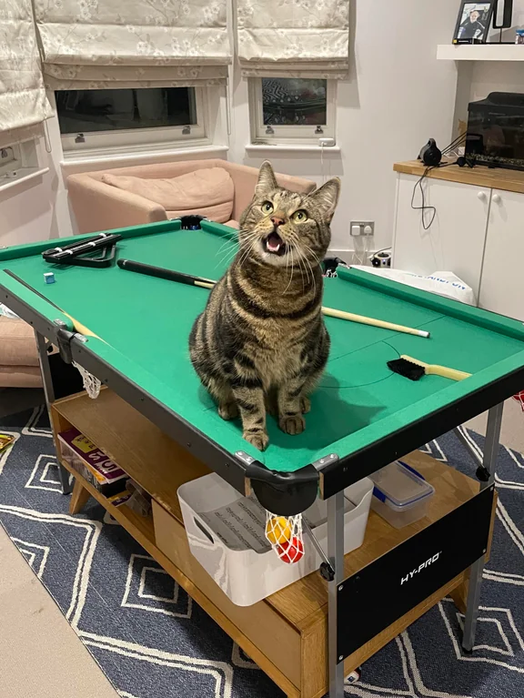 pool shark