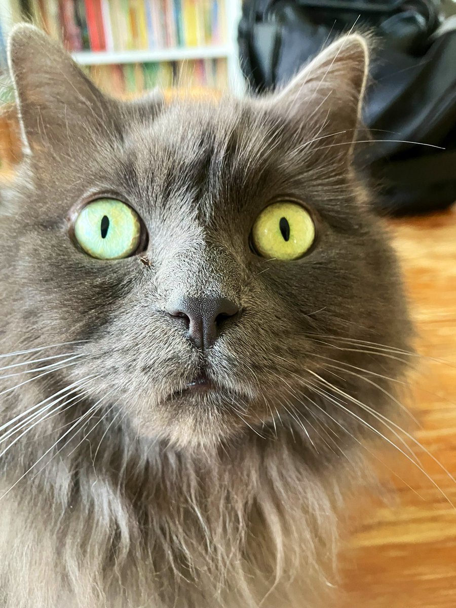 Peggy Poo 😸 tweet media