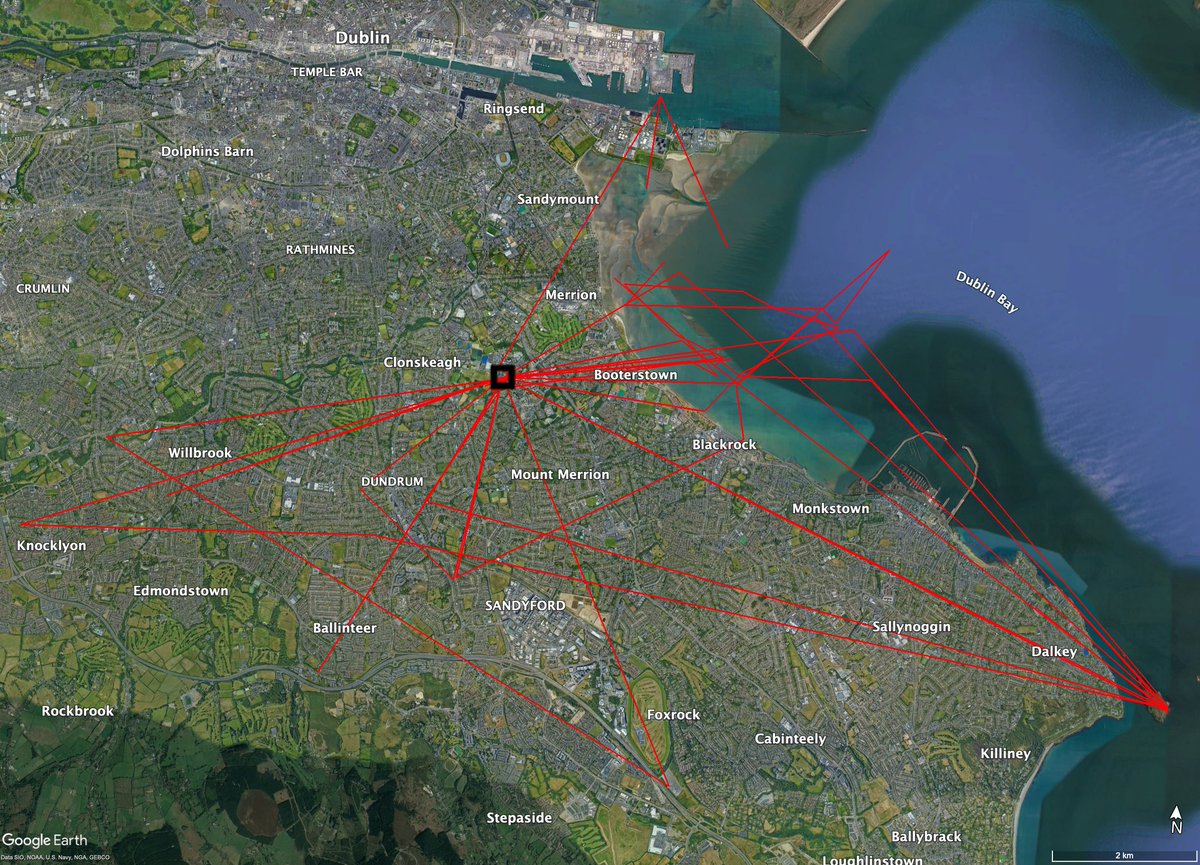 Adam Kane (@dubgull) on Twitter photo A week in the life of K29, an adult Herring gull we tagged on <a href="/ucddublin/">University College Dublin</a> in summer 2023, that's still going strong in the new year. The maps shows points from the last week of January. <a href="/UCDSBES/">Sch. Biol. & Env. Sc</a> @scienceirel A week in the life of K29, an adult Herring gull we tagged on <a href="/ucddublin/">University College Dublin</a> in summer 2023, that's still going strong in the new year. The maps shows points from the last week of January. <a href="/UCDSBES/">Sch. Biol. & Env. Sc</a> @scienceirel