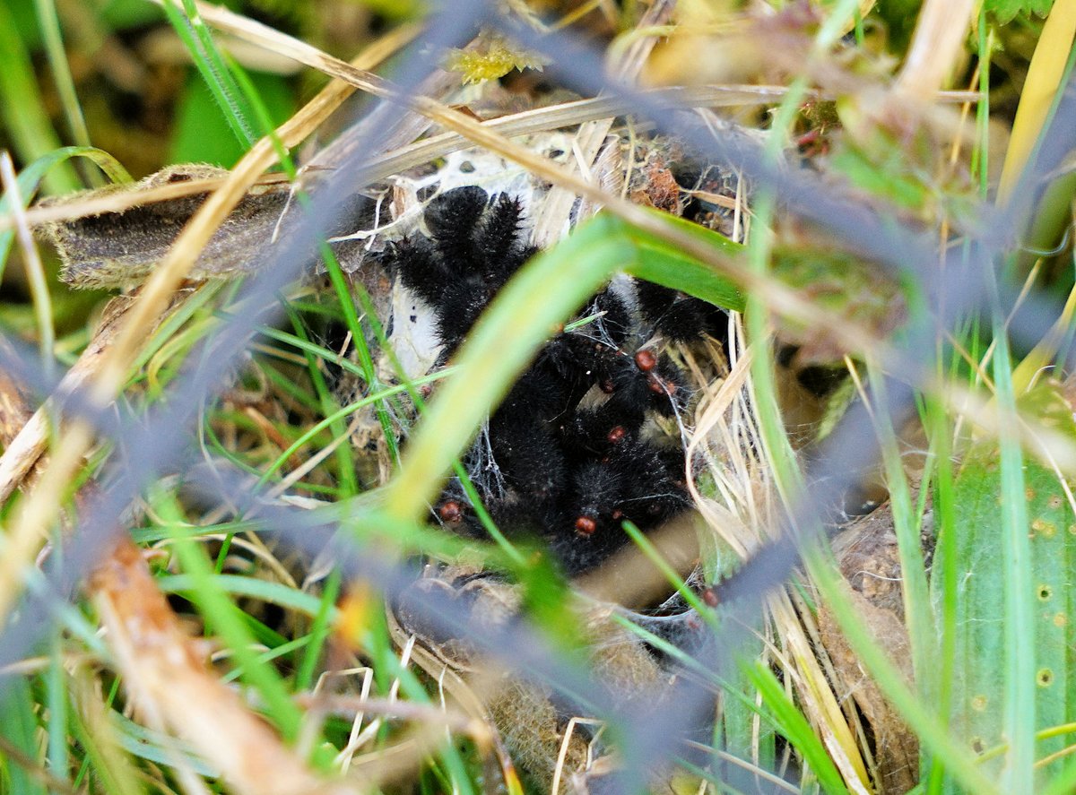 martinsbutterflies tweet media