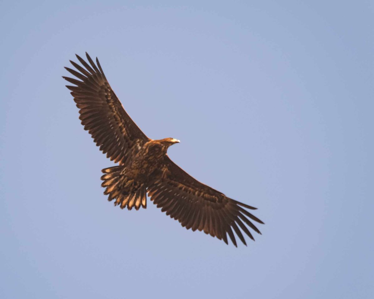 We got few sightings of the royal White-tailed Eagle this winter in Pakistan. This gorgeous sub-adult was one of them. This huge raptor is a rare winter migrant to wetlands with plenty of waterbirds. Marala Wetlands, Sialkot Feb 2023 © Asim Bashir #BirdsSeenIn2024