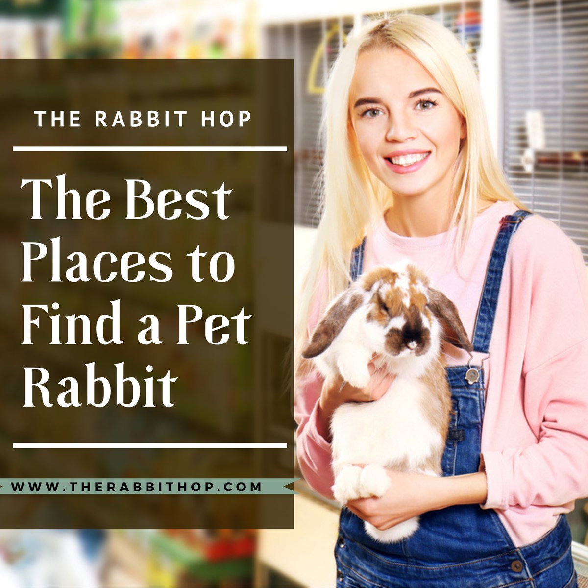 Hop1Rabbit's tweet image. Where does one find a rabbit to add to the family? Sugar’s family found her at a nearby pet store.  If you have any questions, leave us a comment below. 👇 Learn more by clicking the link  #rabbitry #rabbitrylife #bunnyrabbitry .#dentalproblems tinyurl.com/2c83cxu9[...]