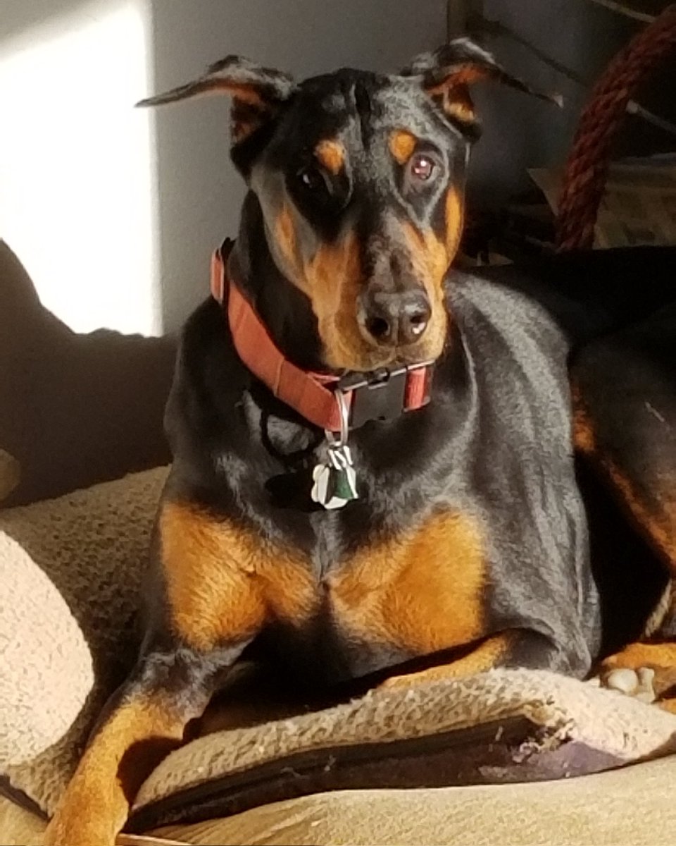 janet_sd's tweet image. Jax is on board.  #TeamCommander