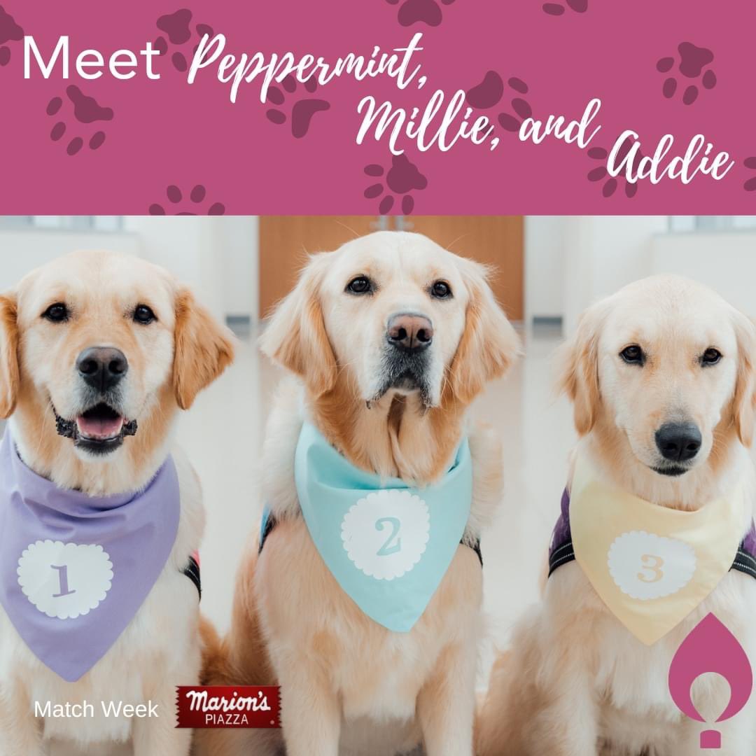Good morning, Raiders! Meet Peppermint, Millie, and Addie! Follow along on our social media today to learn all about one of our favorite programs at @daytonchildrens, the Canine Co-Pilots!

#KidsCantWait #MiracleWeek #kcw #matchweek #MarionsPiazza