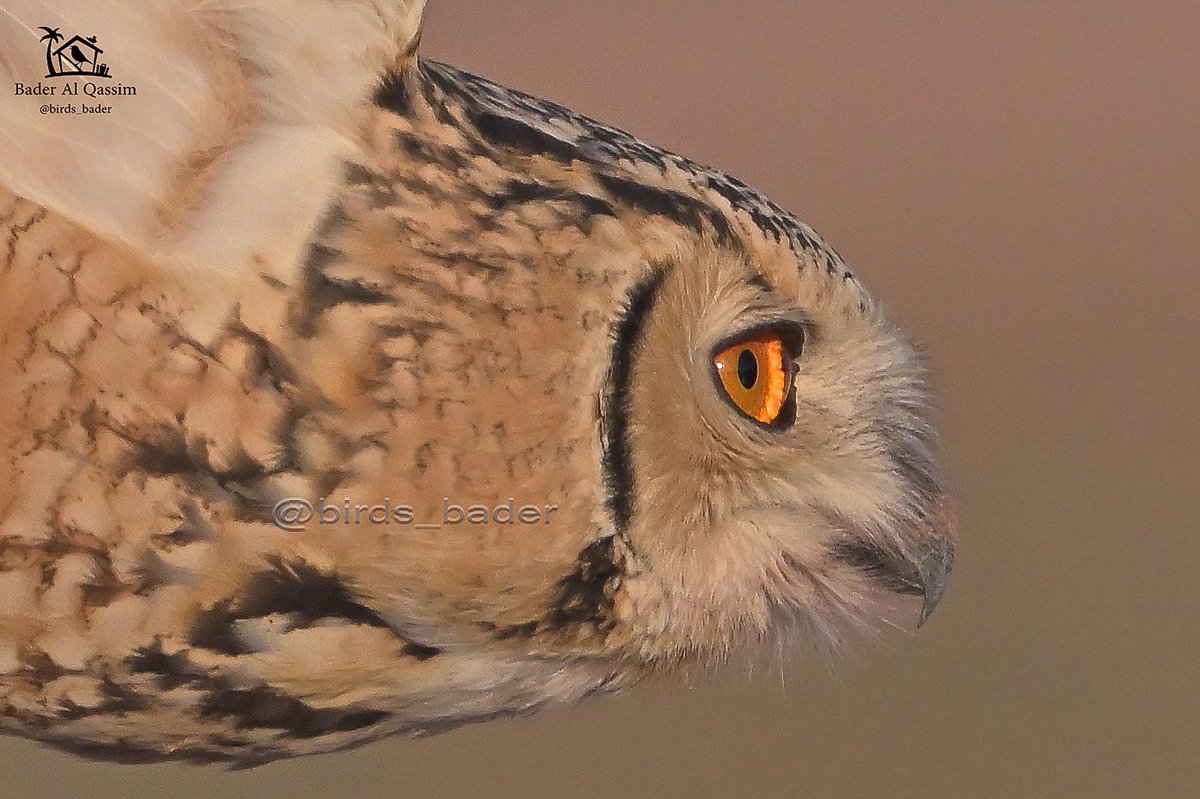 Birds_bader's tweet photo. الحالة : مقيم

بومة نسارية
Pharaoh Eagle Owl
 Bubo ascalaphus

#السعودية #طيور_السعودية  
#birds #تصويري #saudi_birds #طيور #هشتاق_السعودية #Buboascalaphus  
  @Birds_bader2 
#صديق_المحمية #بومة
#محمية_الملك_عبدالعزيز_الملكية https://t.co/g9tmgrkWQK