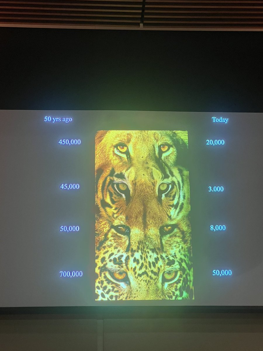 <a href="/TheeDarkCircle/">Wildlife Uncensored</a> I took this pic that shows the horrific #s of big cats that have been slaughtered over the last 50 years. They said Covid intensified  the poaching 10x and now it’s orchestrated by organized crime syndicates and the called it the 2nd pandemic.