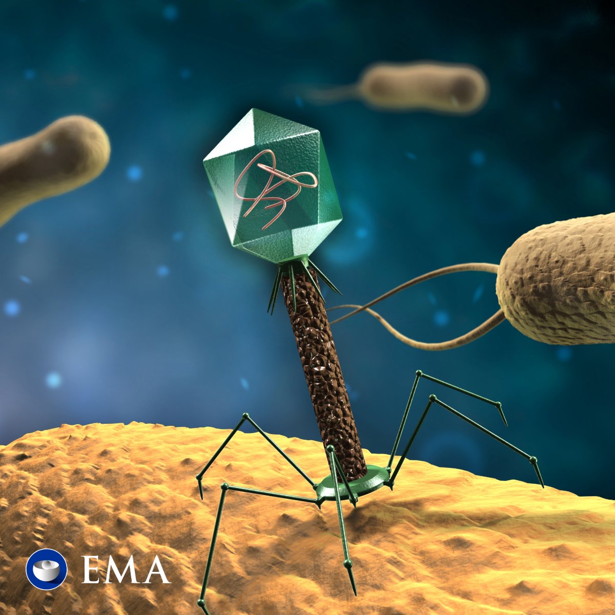 The consultation on the concept paper on human #phage therapies will be open until 31 March.
Have your say in the first EMA guideline on these medicines, that could help us fight #antibioticresistance and open up new routes to treating infections. 👇
ema.europa.eu/en/development…