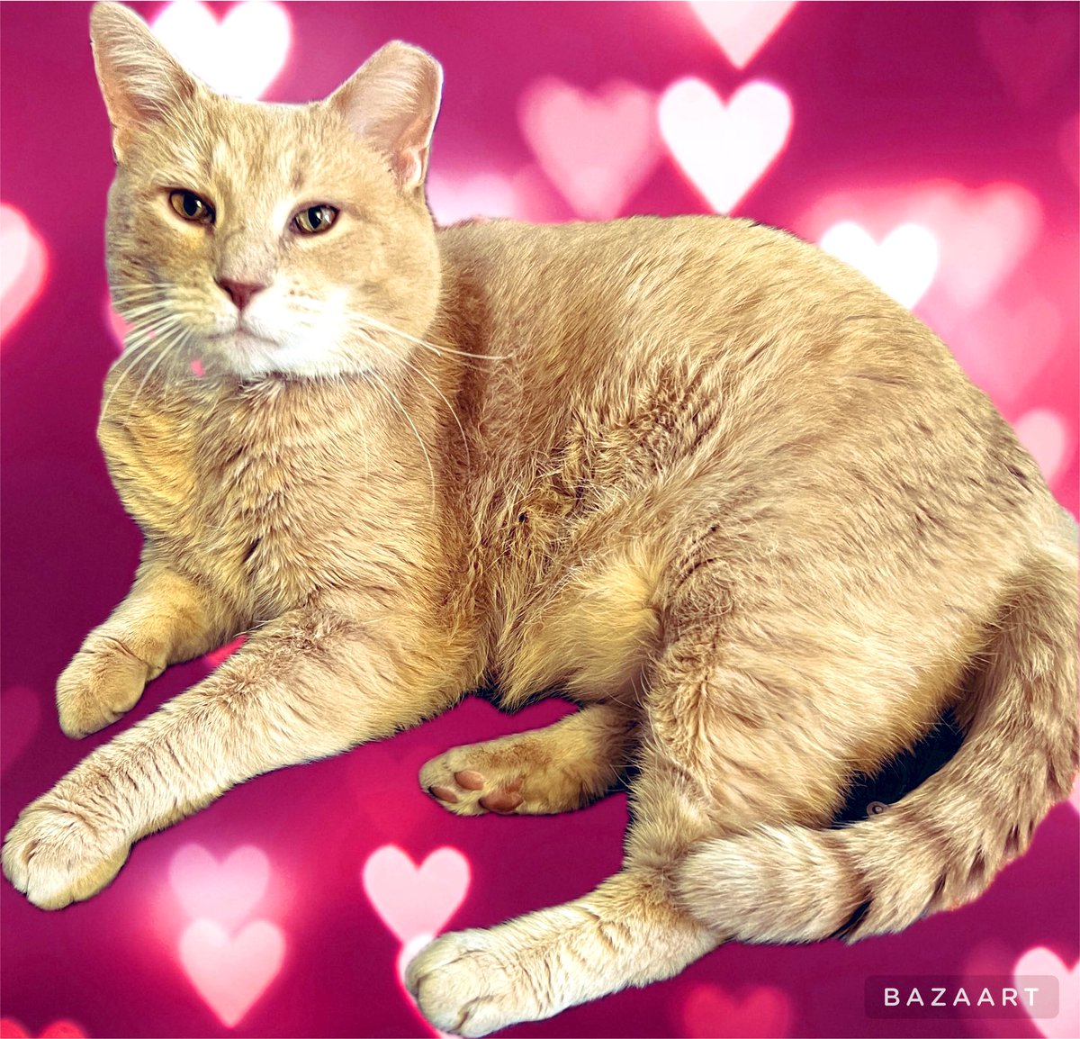 Orange girl cat content for your Wednesday. Portia was originally “porch cat” until we realized that she had adopted us.