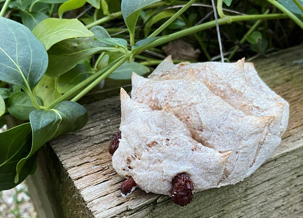 readingmuseum's tweet photo. We are getting ready for our February half term activities here at Reading Museum!
Including making these brilliant Hedgehog Bread Buddies next Tuesday: https://t.co/jJH7XJxBY3
#RDG #RDGUK #FebruaryHalfTermFun #HedgehogBuddies https://t.co/qTRqoeLq3P