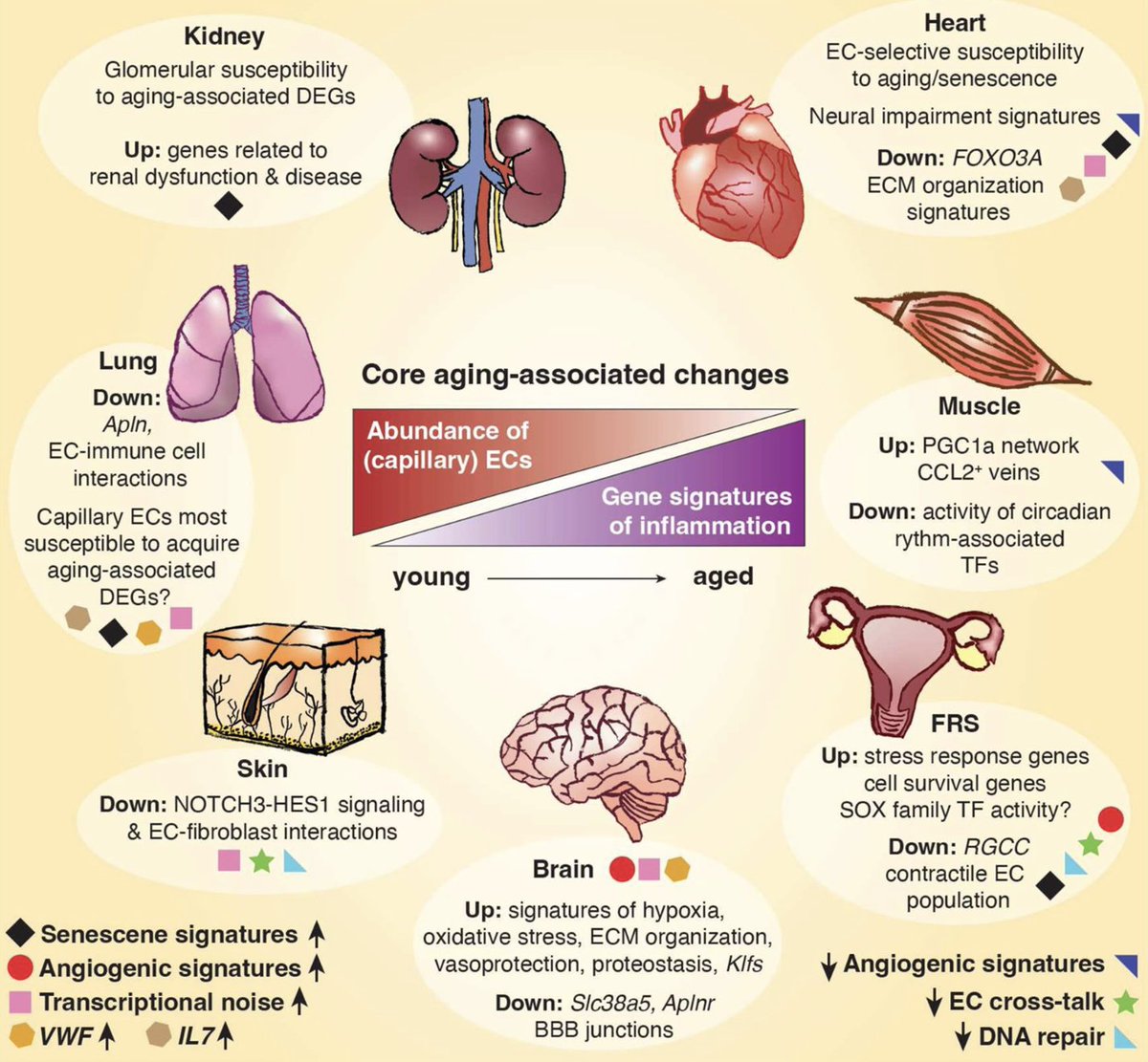 Laura de Rooij tweet media