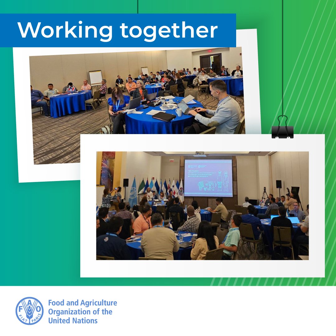 FAOLivestock's tweet photo. .@FAO’s #EmergencyManagement Centre is holding a workshop with #FAORLC, @FAOMesoamerica &amp; @OIRSAoficial to strengthen #animalhealth #emergencypreparedness capacities in Central America following a Progressive pathway for emergency preparedness (PPEP) self-assessment by the region https://t.co/DrDsBgXBGv