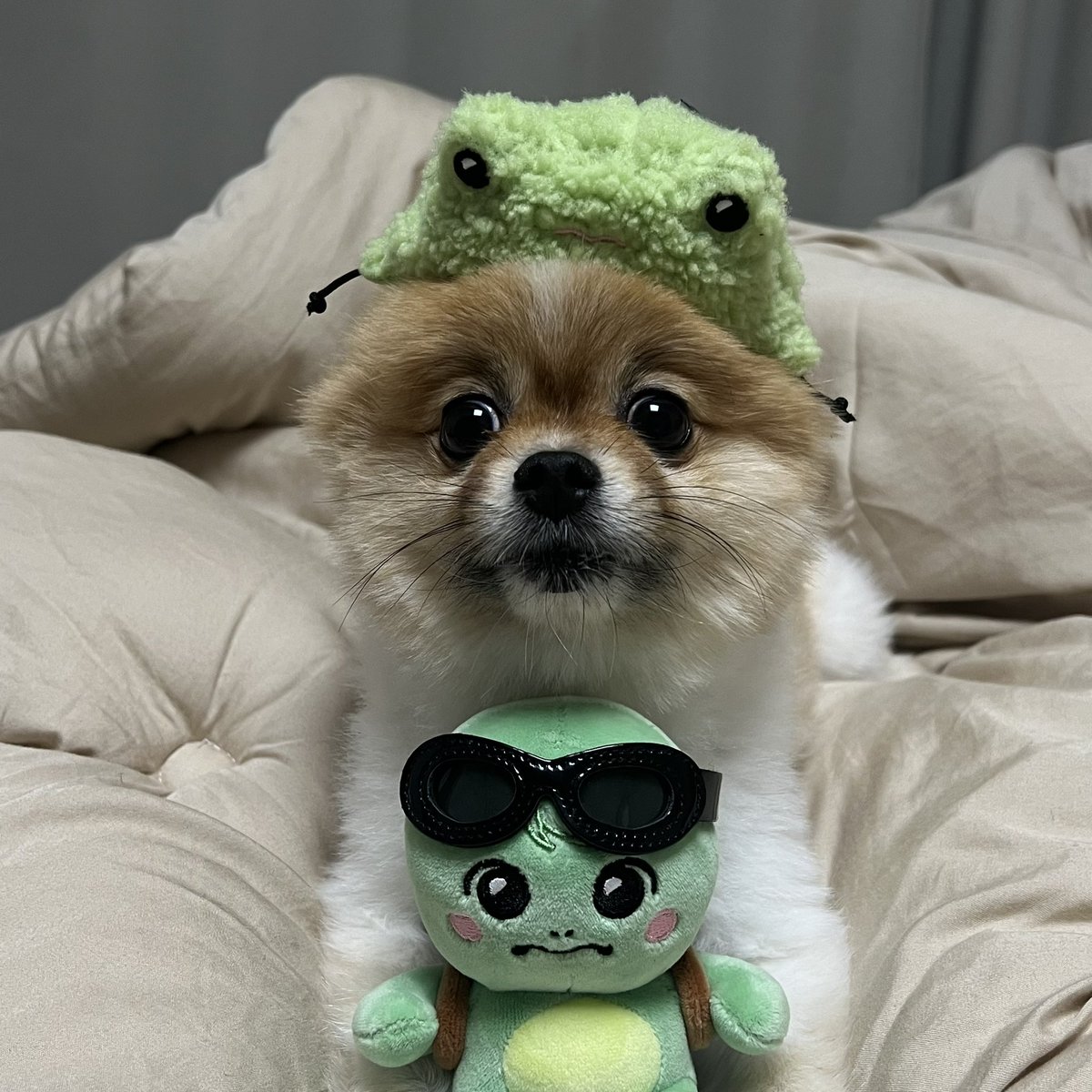 포도도 tweet media