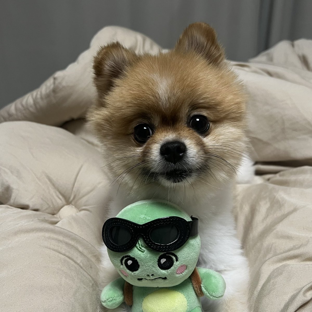 포도도 tweet media