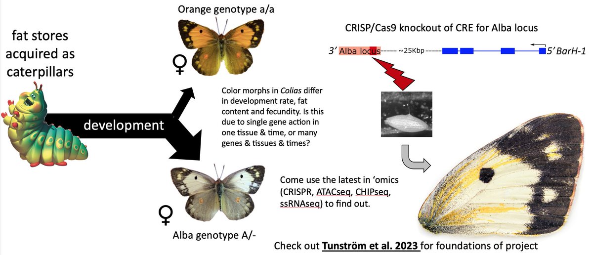 📢Postdoc opening studying life-history tradeoffs using function genomics🚨

What is the cost of making color in butterfly wings?

Come use the latest in ‘omics (CRISPR, ATACseq, CHIPseq, ssRNAseq) and find out!
Apply till 1 March: tinyurl.com/br4m598u

Email me any questions