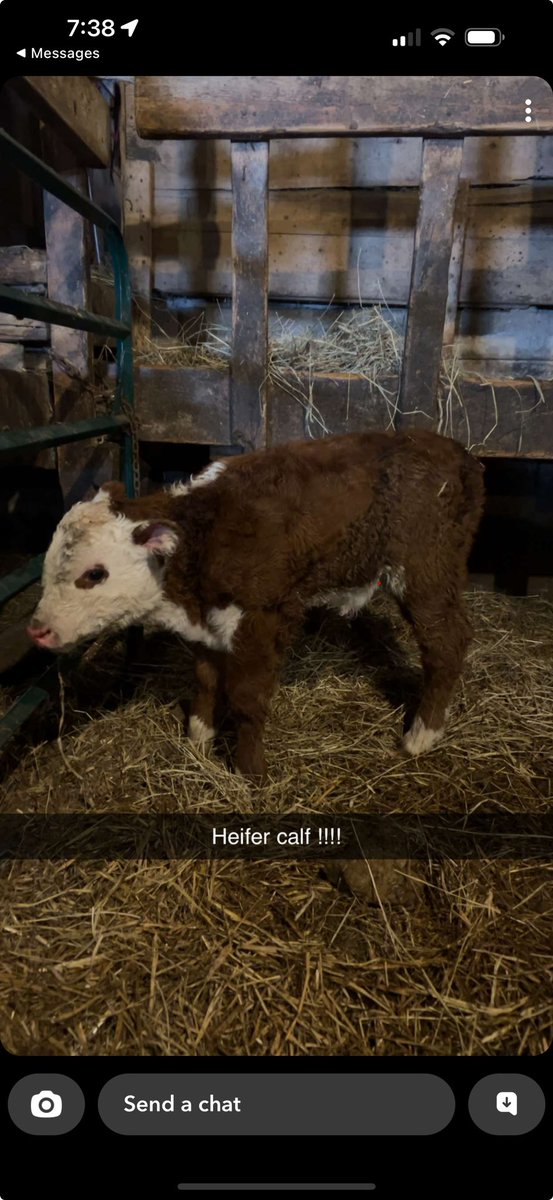 Lucked out and got an AI heifer calf this morning. Thankful for good help to tend the herd while I’m away #hereford #whiteface