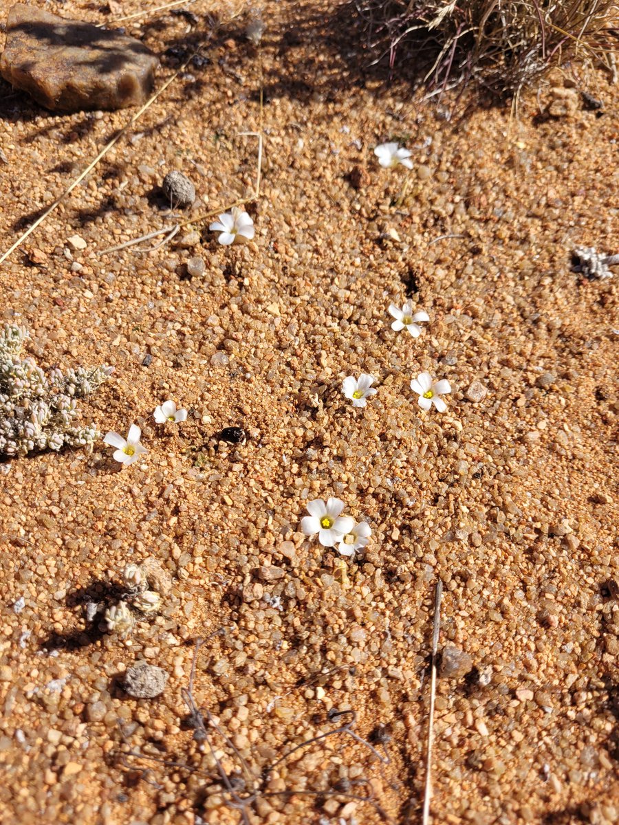 inaturalist's tweet photo. Our #WildflowerWednesday Observation of the Day is this group of tiny Woodsorrel #plants (genus Oxalis), seen in South Africa by ish_crew!

More details at: https://t.co/6vngiRIjU2 #botany #nature #biodiversity https://t.co/L8zkzO2QzF