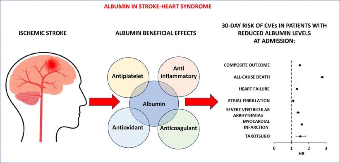 Check out our latest - #Albumin Levels and Risk of Early #Cardiovascular Complications After Ischemic #Stroke: A Propensity-Matched Analysis of a Global Federated Health Network. @LiverpoolCCS @LivuniILCaMS @MWLNHSLib_STHK @TommasoBucciMD @GeorgeNtaios URL:doi.org/10.1161/STROKE…