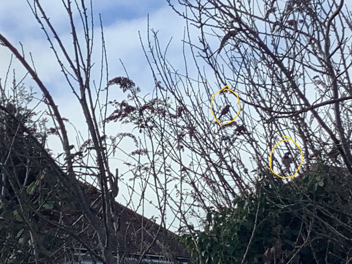 Owls loved their bird watch this week and took extra care to not disturb any of the birds. We were very impressed to spot 6 different types of birds on our walk! Can you guess what we saw? 🌳

<a href="/AvonwoodScience/">Avonwood Science 🔬🚀🌱 Clare Grimley</a> <a href="/RSPBbirders/">RSPB Birders</a> #RSPBbirdwatch